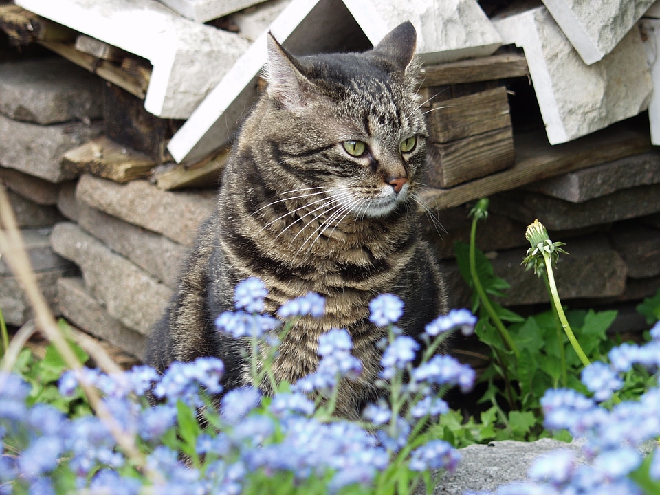 Sit pet tomcat in free