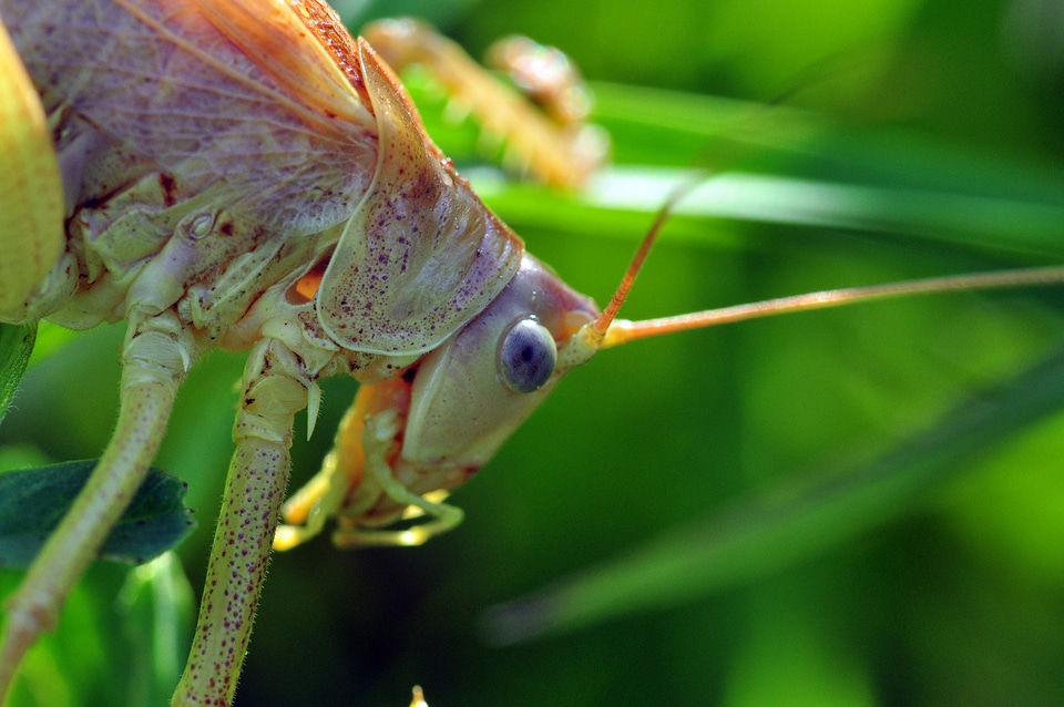 Insect grasshoppers close up photo