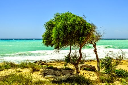 Vegetation Sea Tree Shore