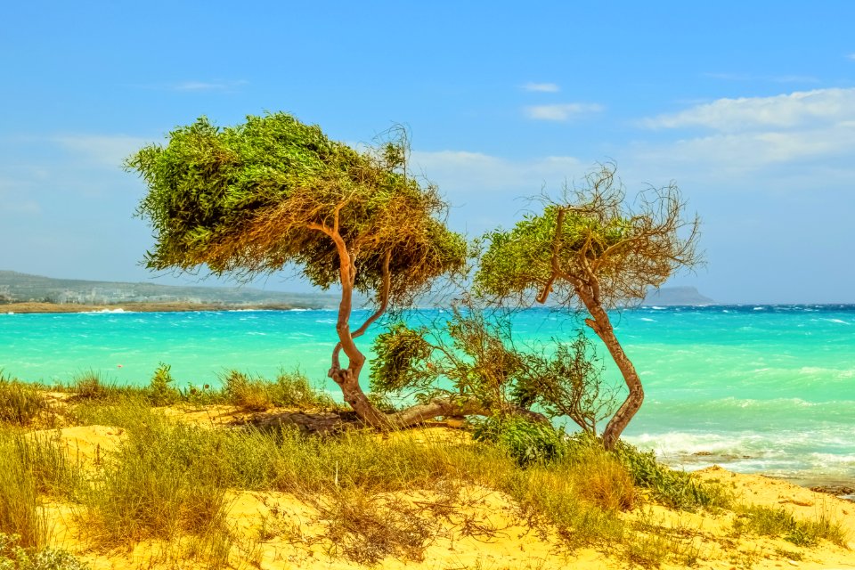 Vegetation Ecosystem Sea Tropics