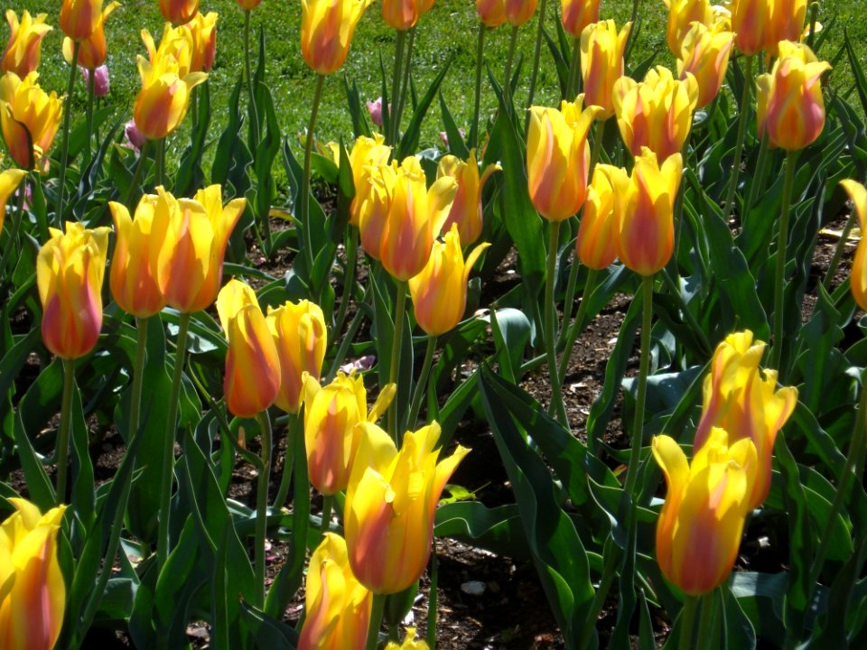 Flower Plant Tulip Flowering Plant