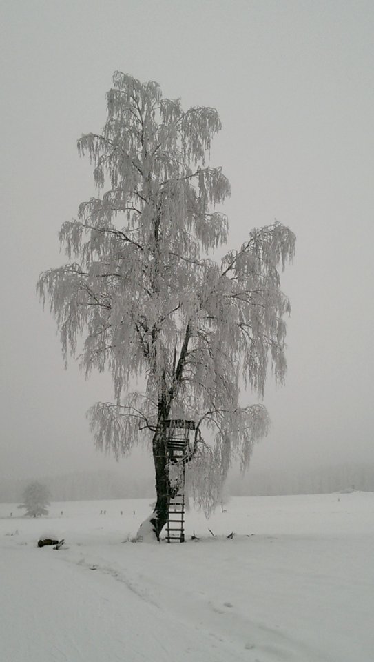 Tree Winter Black And White Snow