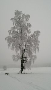 Tree Winter Black And White Snow photo