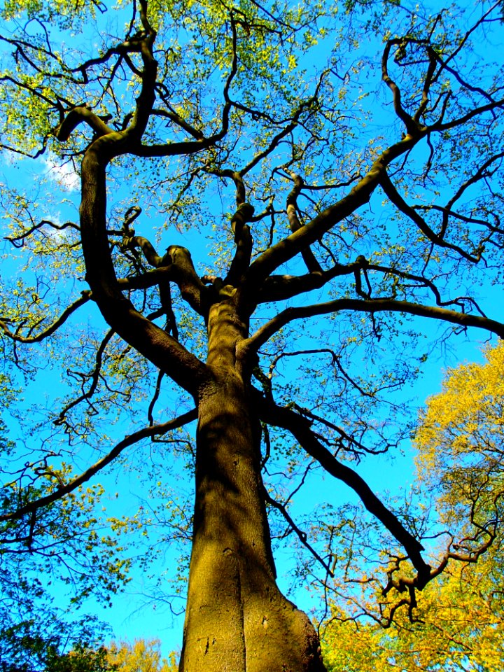 Tree Woody Plant Branch Nature