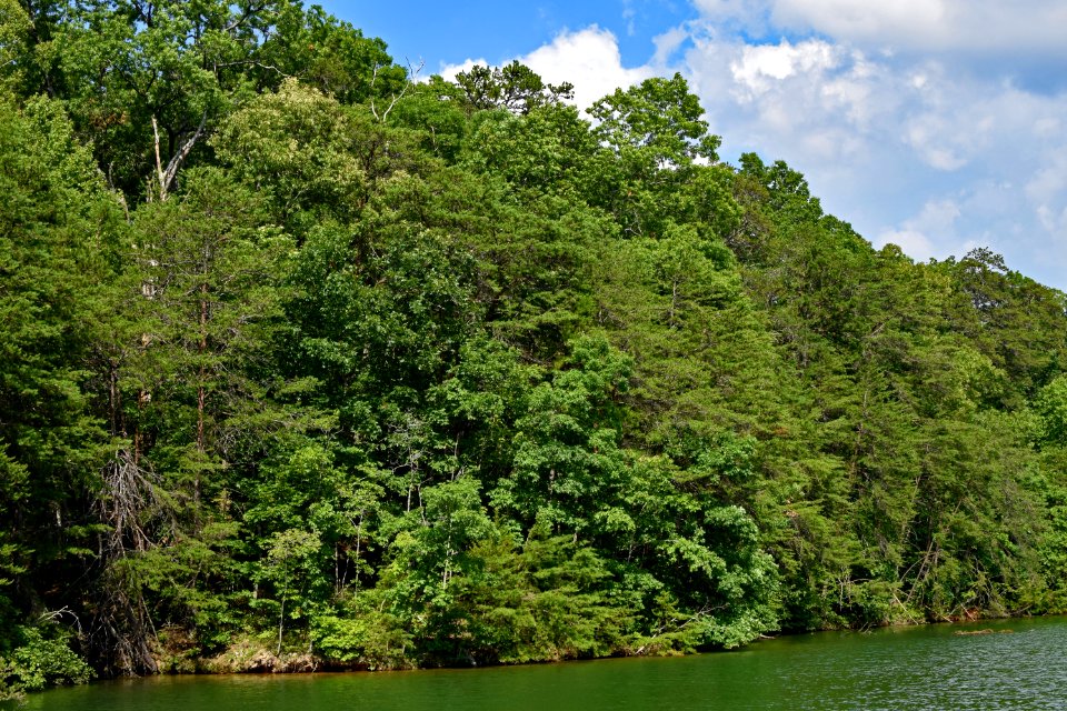 Vegetation Nature Nature Reserve Ecosystem