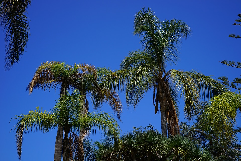 Palm tree plant sky