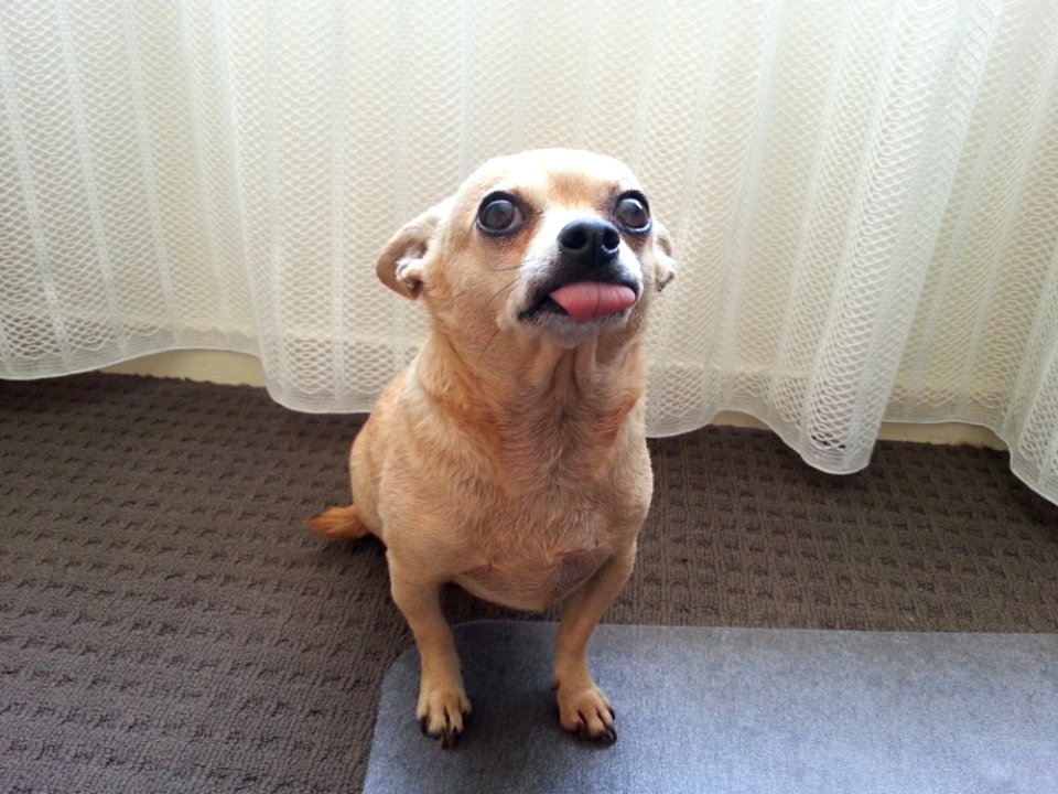 Dog Dog Like Mammal Dog Breed Dog Breed Group
