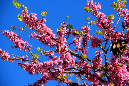 Blossom Branch Spring Plant