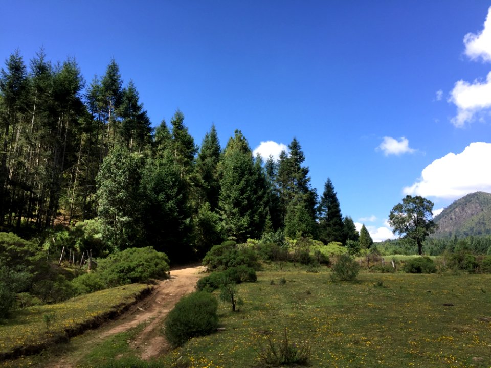 Ecosystem Vegetation Wilderness Nature Reserve