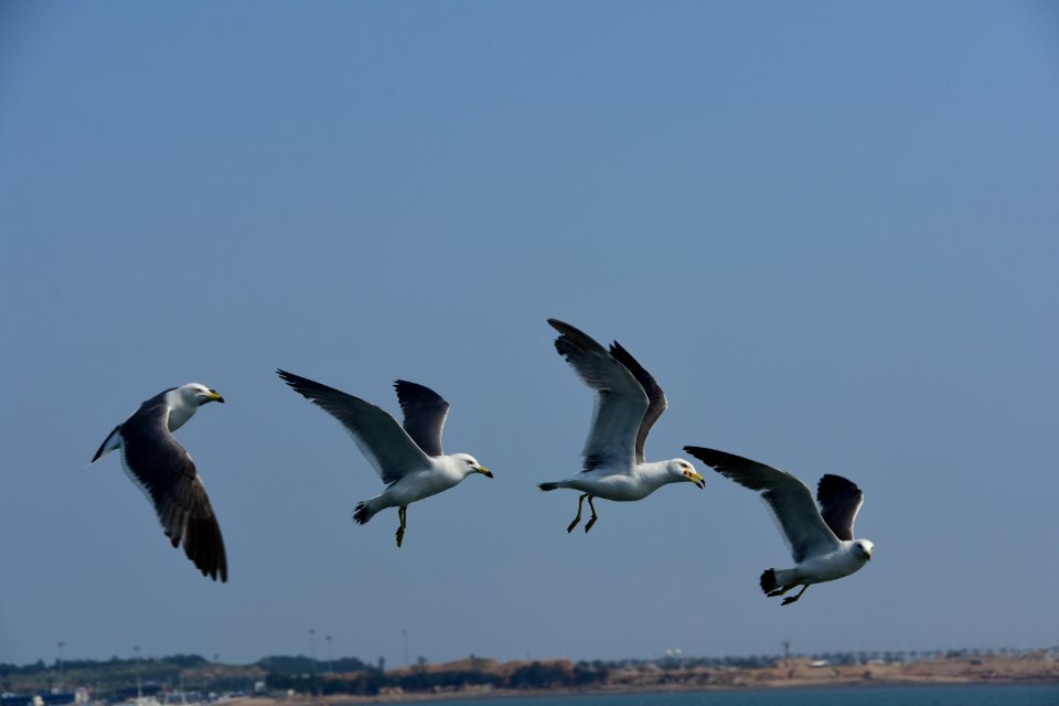 Bird Sky Seabird Gull
