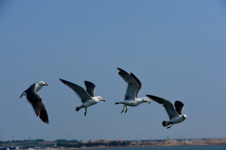 Bird Sky Seabird Gull photo