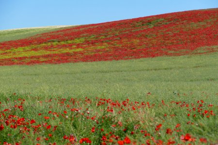 Ecosystem Field Flower Grassland photo