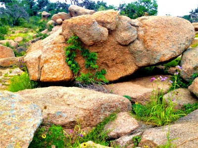 Rock Boulder Vegetation Plant photo