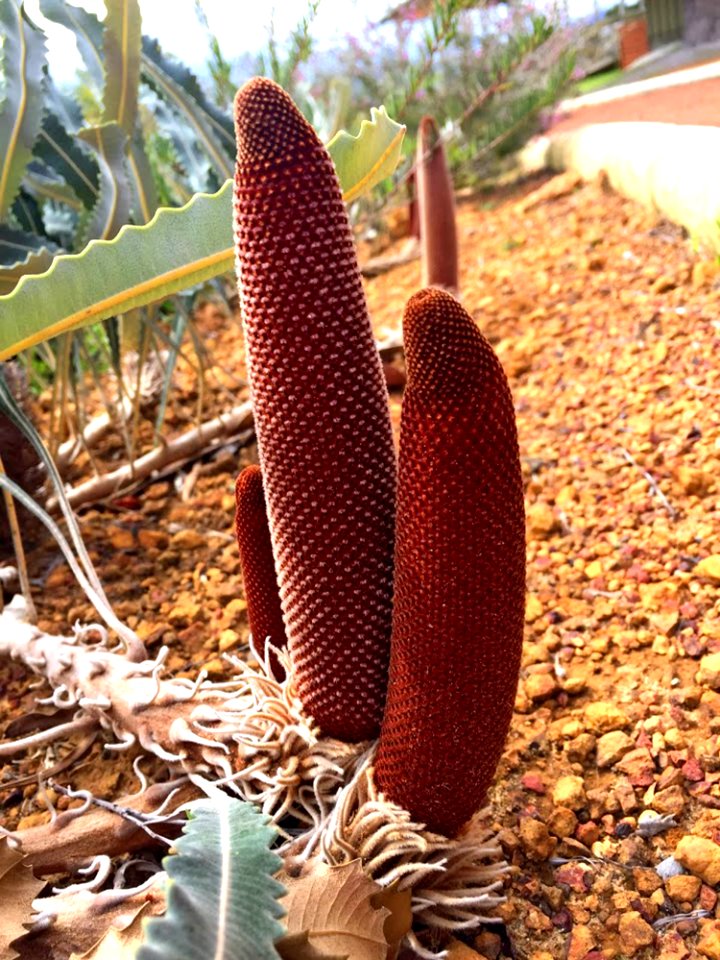 Plant Cactus Zaminkand Caryophyllales