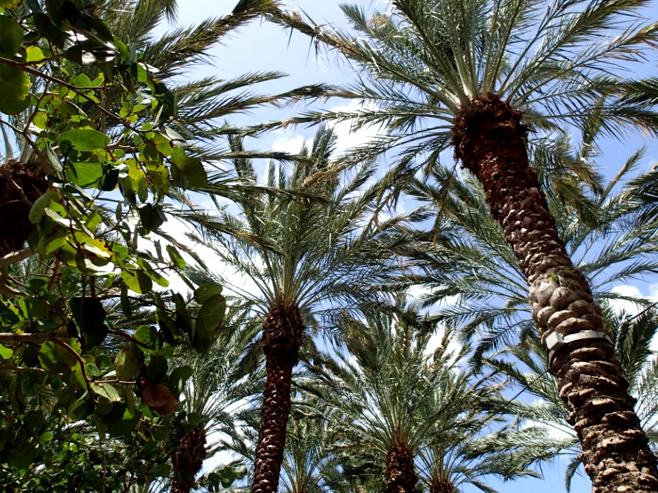 Tree Vegetation Plant Arecales