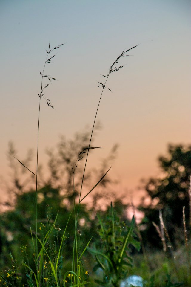 Sky Plant Grass Grass Family