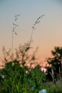 Sky Plant Grass Grass Family