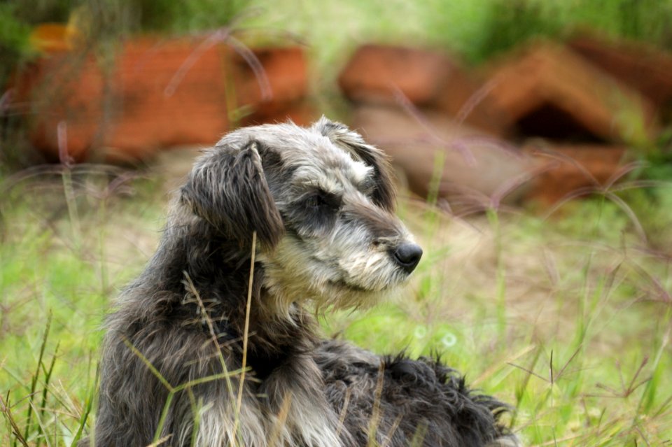 Dog Breed Dog Dog Like Mammal Grass