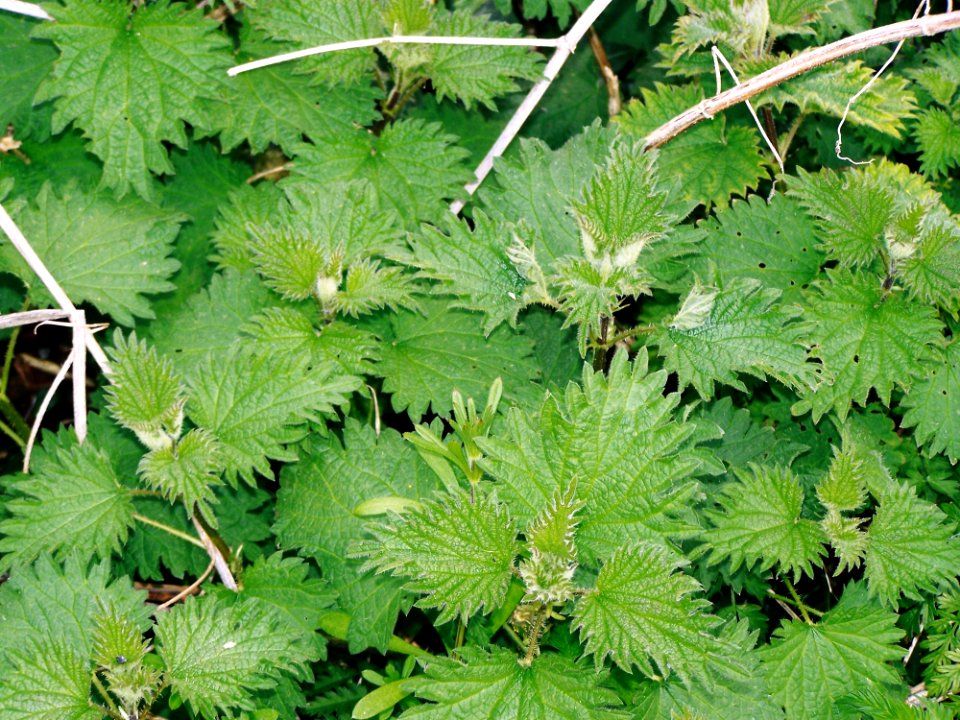 Plant Urtica Vegetation Leaf
