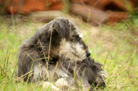 Dog Breed Dog Like Mammal Dog Irish Wolfhound