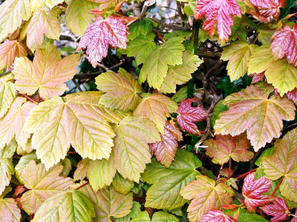 Leaf Plant Deciduous Autumn