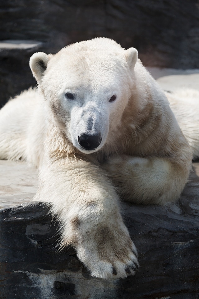 Fur mammal north pole