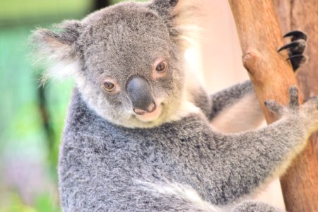 Koala Mammal Marsupial Terrestrial Animal photo