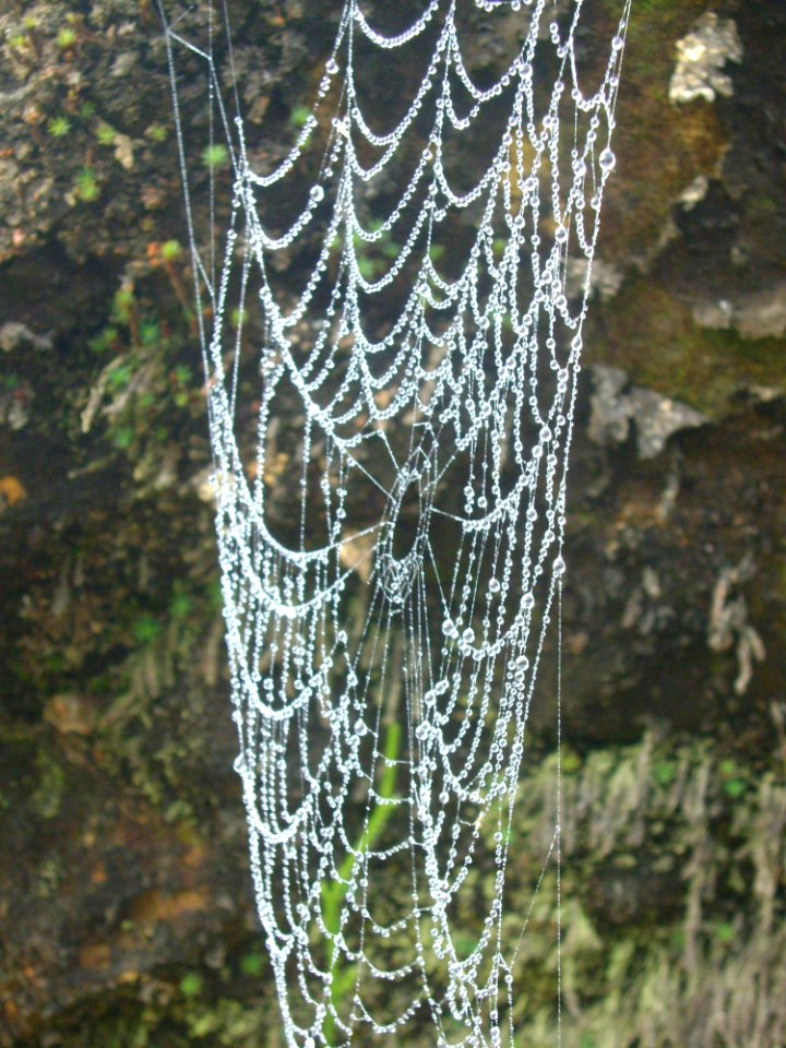 Spider Web Water Invertebrate Organism