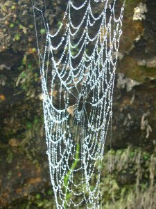 Spider Web Water Invertebrate Organism