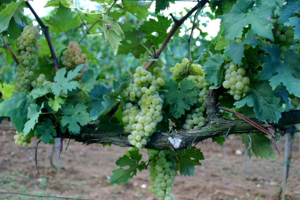 Grapevine Family Grape Agriculture Vitis