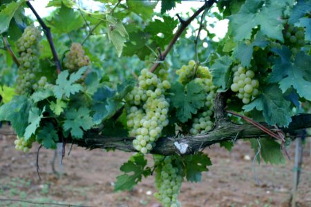 Grapevine Family Grape Agriculture Vitis