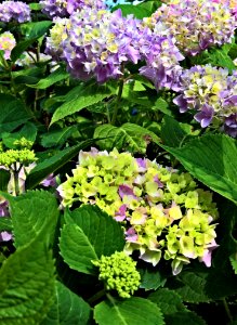 Plant Flower Flowering Plant Hydrangea photo