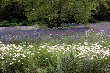 Ecosystem Flower Vegetation Wildflower