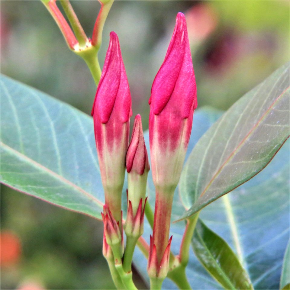Plant Flora Bud Flower