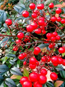 Plant Fruit Berry Lingonberry photo