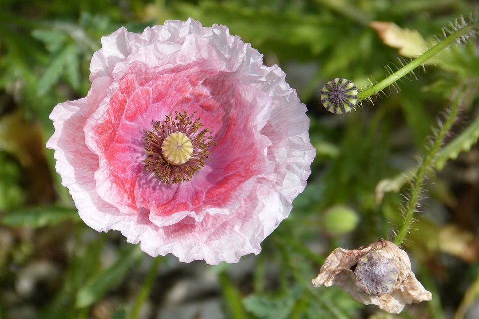 Poppy capsule stamens macro