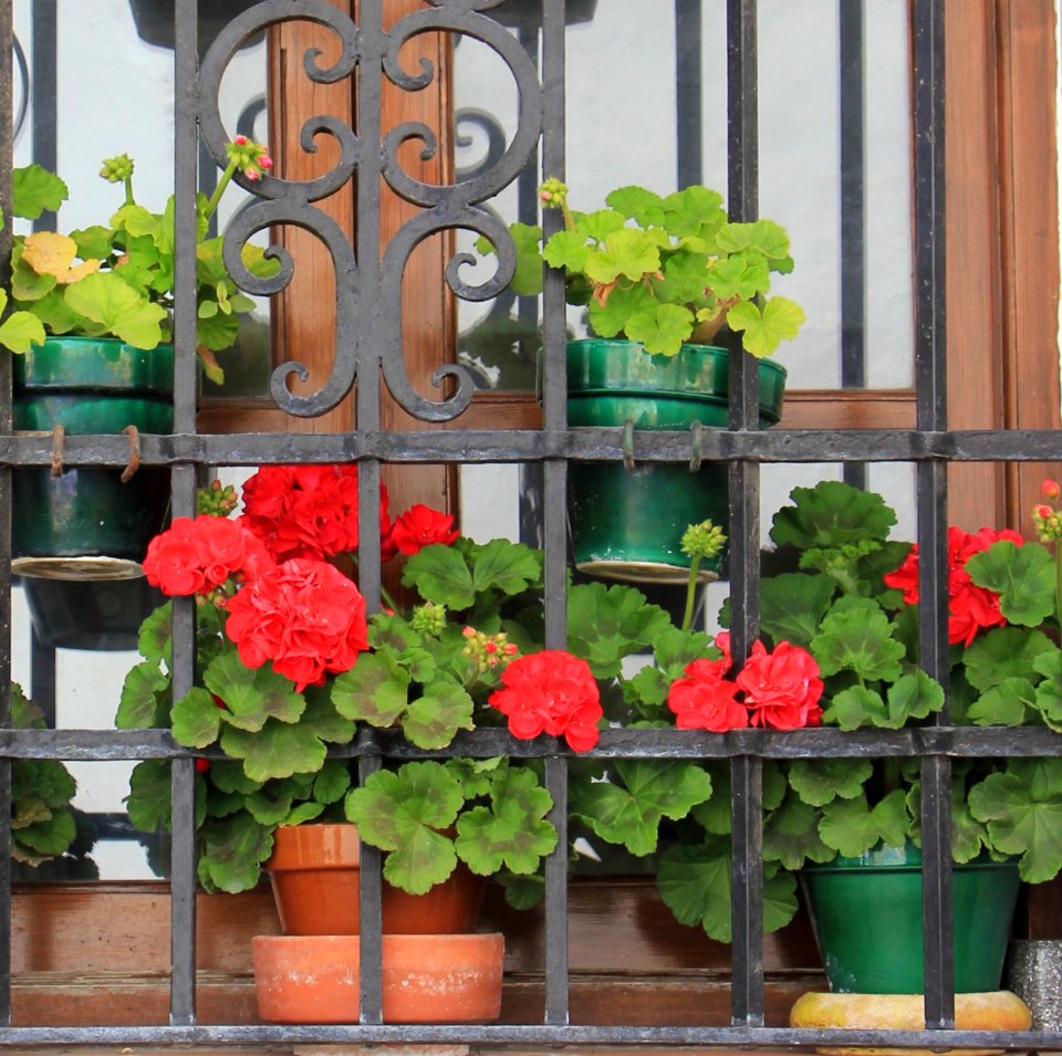 Flower Plant Flowerpot Flowering Plant
