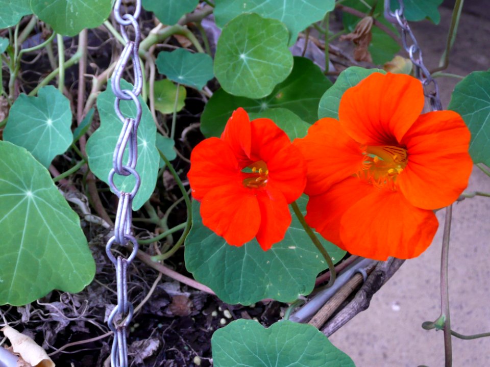 Flower Plant Leaf Wildflower