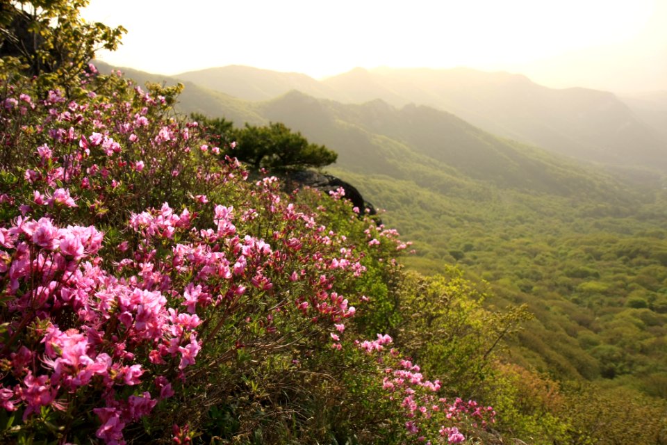 Flower Vegetation Mountainous Landforms Plant