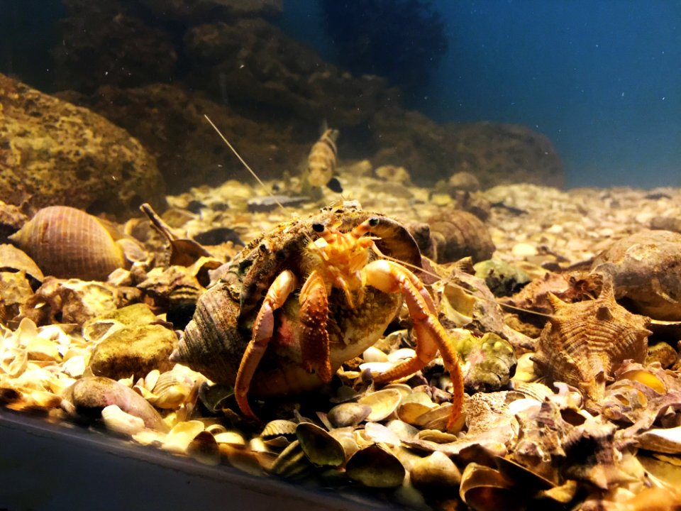 Invertebrate Marine Biology Hermit Crab Crustacean