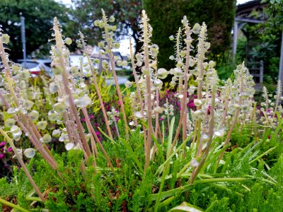 Plant Flora Flower Flowering Plant