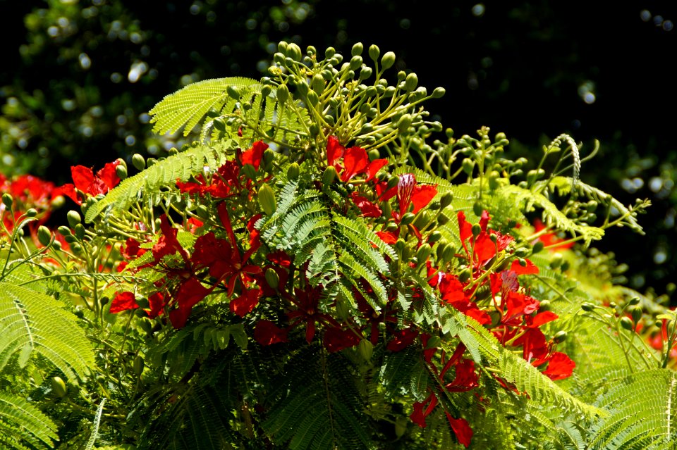 Vegetation Plant Leaf Flora