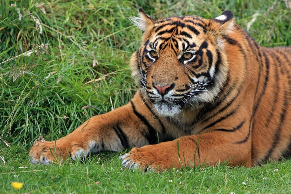 Tiger cub cub young photo