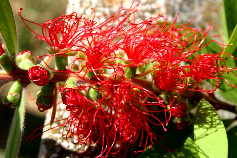Flora Plant Flower Grevillea
