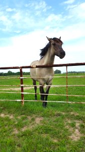 Horse Pasture Grassland Ecosystem photo