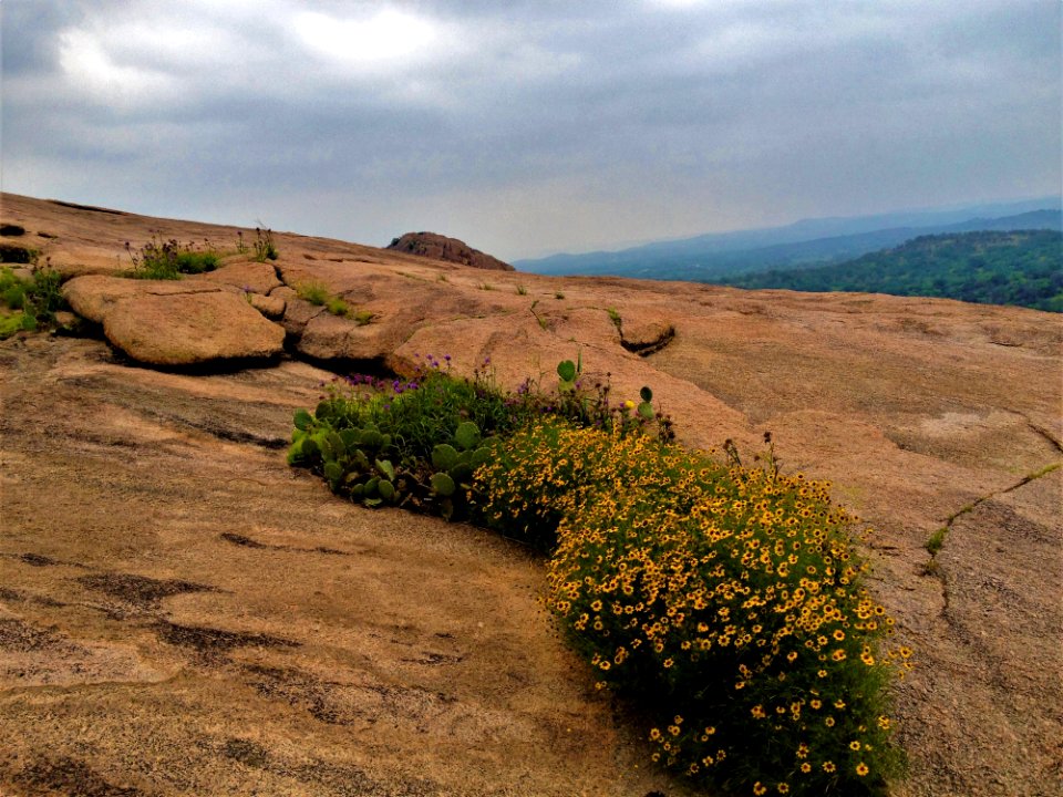 Vegetation Ecosystem Wilderness Shrubland