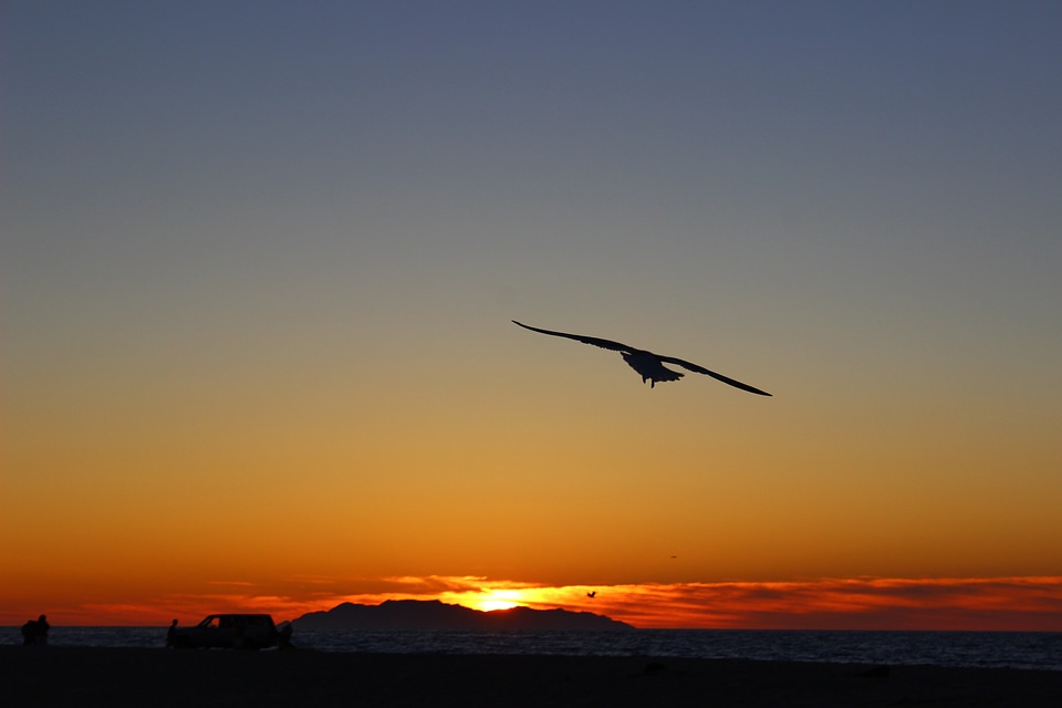 Flight landscapes bird