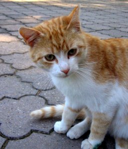 Cat Fauna Whiskers Small To Medium Sized Cats