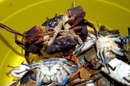 Seafood Crab Decapoda Dungeness Crab