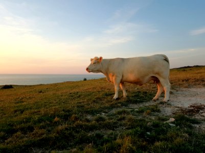 Cattle Like Mammal Grassland Pasture Sky